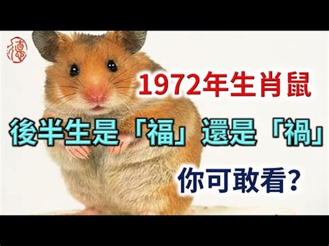 1972年五行屬什麼|【1972年屬什麼】1972年屬什麼？快看屬鼠人一生運勢詳解！